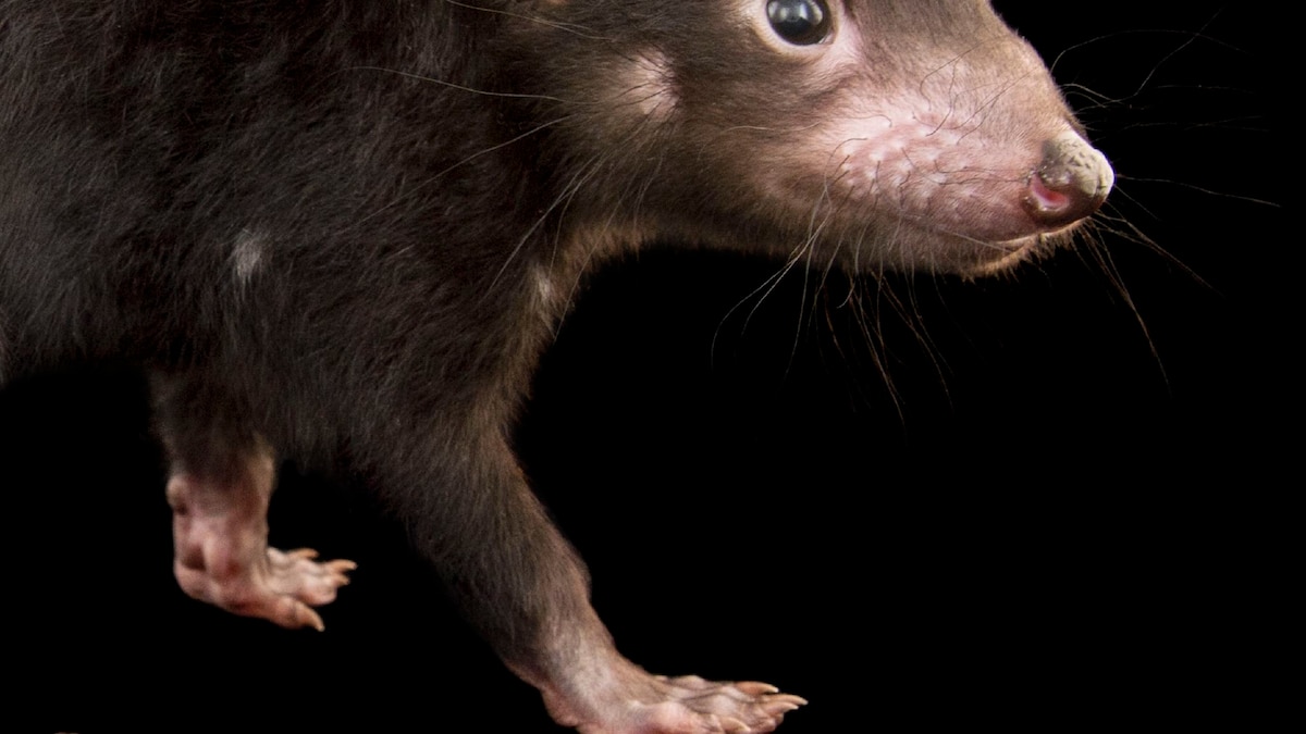 DreamwebdevDave's tweet card. Tasmanian devil, facts and photos