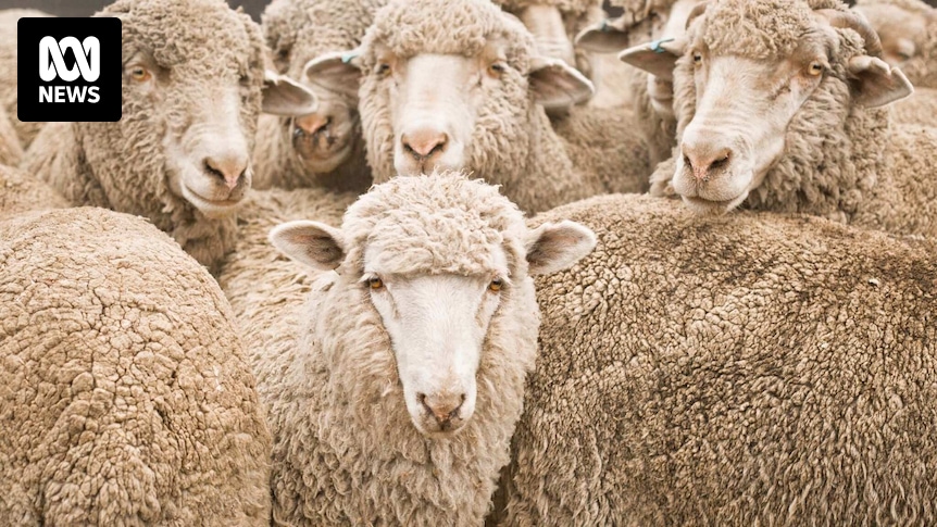 HiTechAg's tweet card. Labor says it will ban the live export of sheep, but when it comes to trading live cattle, the major political parties have been trying to outdo each other in their support for the industry. Ahead of...