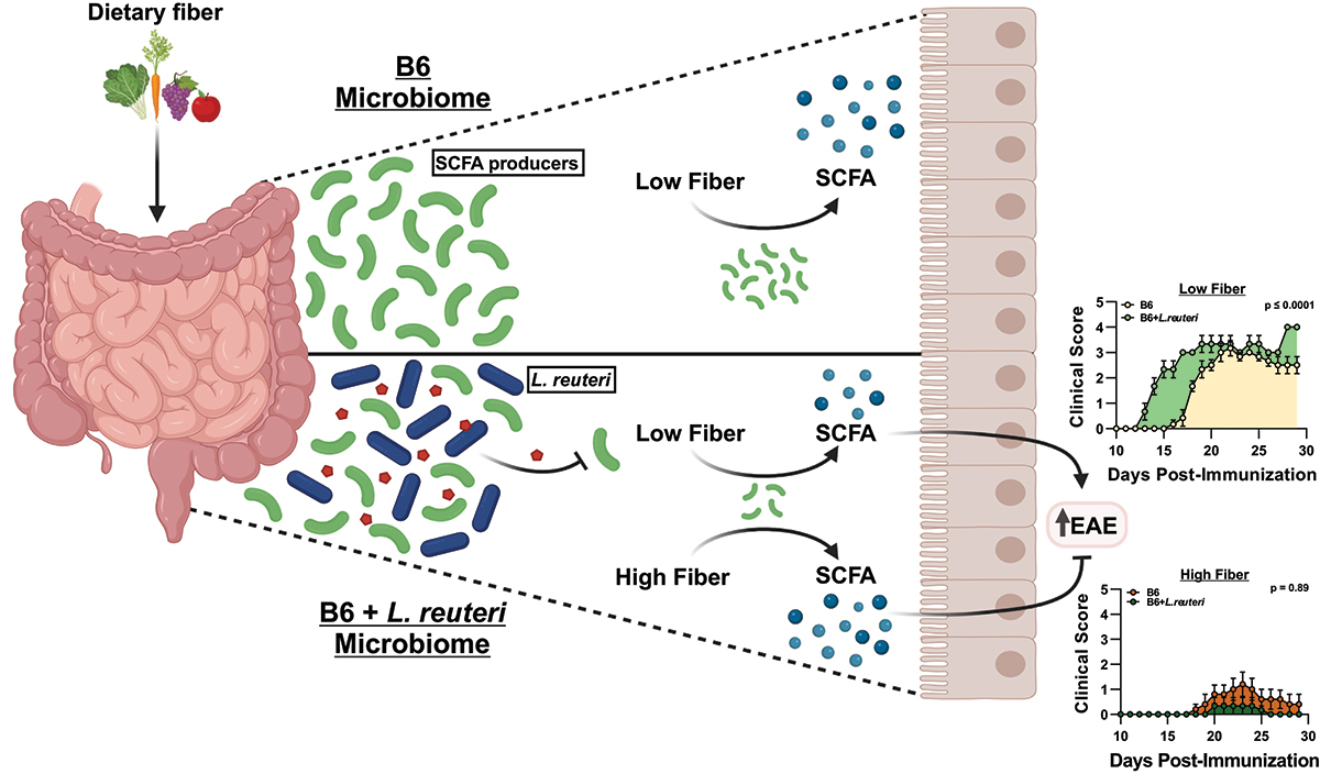 DKrementsov's tweet card. Short-chain fatty acids (SCFAs), produced by the gut microbiota, are thought to exert an anti-inflammatory effect on the host immune system. The levels of SCFAs and abundance of the microbiota that...