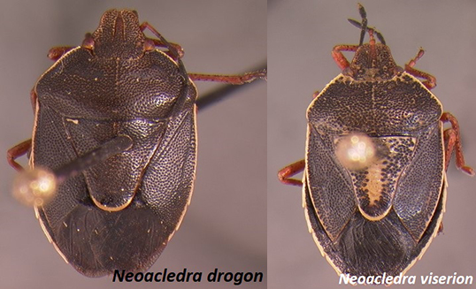 SpringStarStore's tweet card. Two Chilean species of stink bugs were named after Drogon and Viserion, dragons of the TV series "Game of Thrones