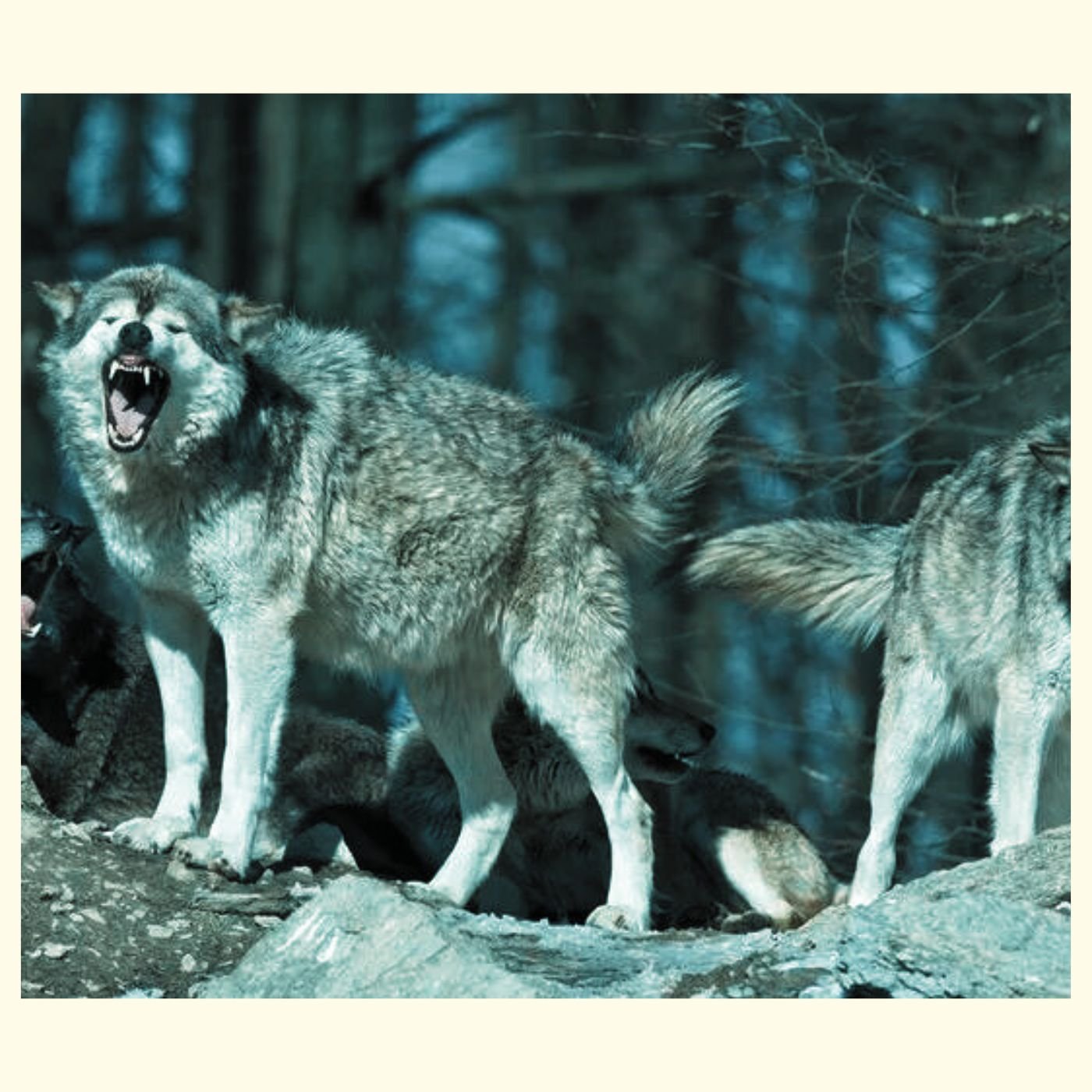 SynthEngine23's tweet card. Raised By Wolves Wav File Beat instrumental