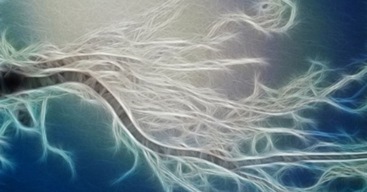 HeartMath's tweet card. I always knew trees were special.