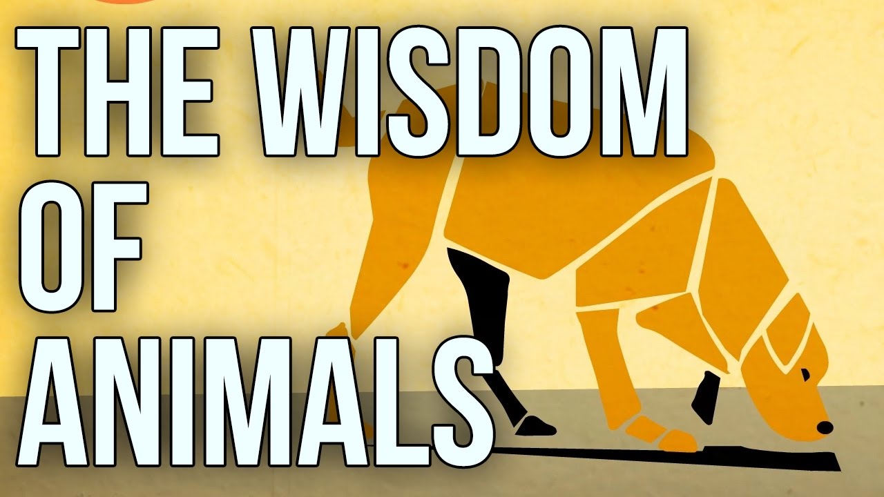 TheSchoolOfLife's tweet card. The Wisdom of Animals