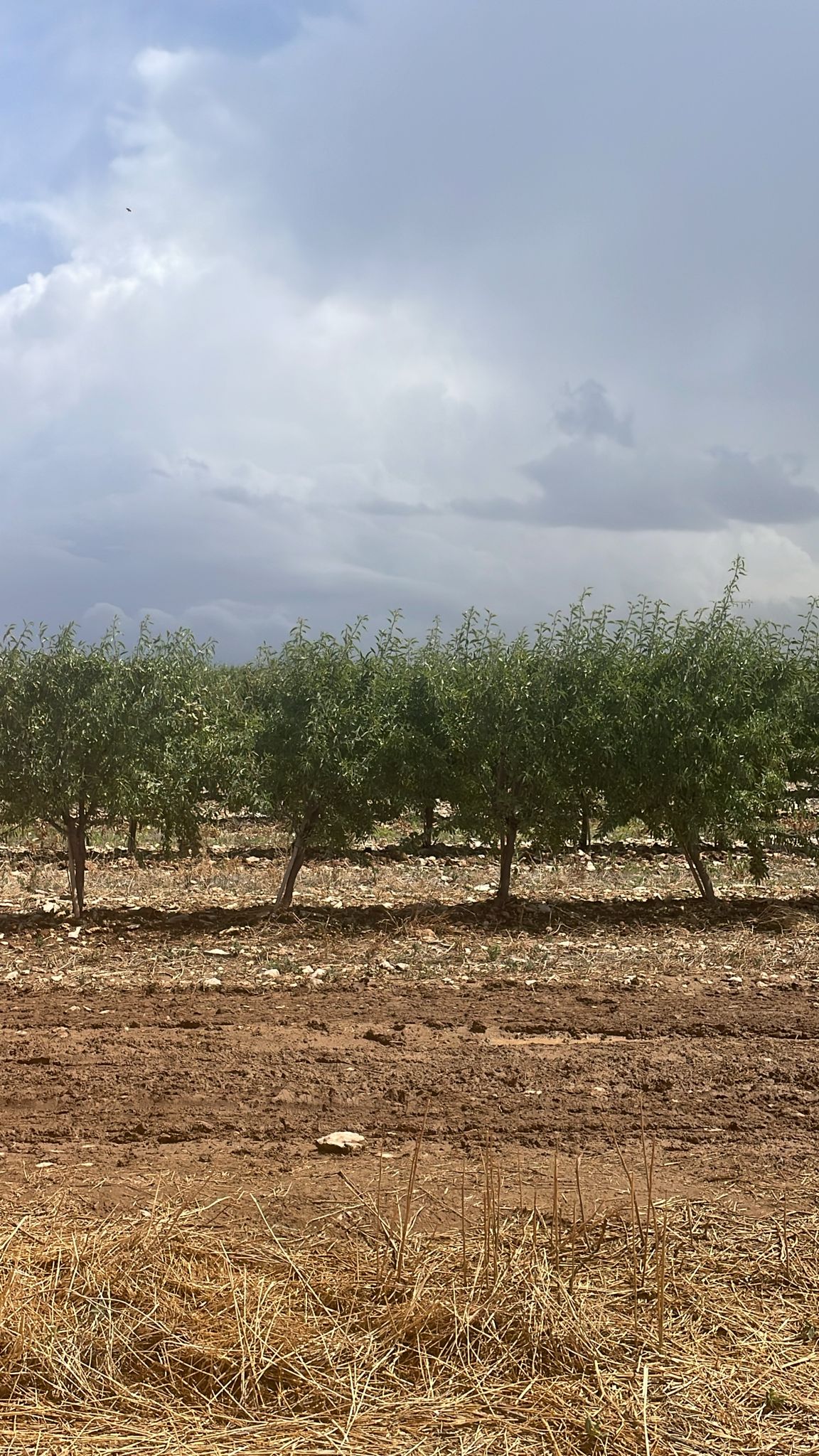DefederAlcolea's tweet card. El pasado jueves 20 de junio tuvo lugar en la Finca Corona Cachal en Almudévar (Huesca) la II Demostración en Campo de Almendro 2024, un evento de referencia en el sector de almendro y por supuesto,...