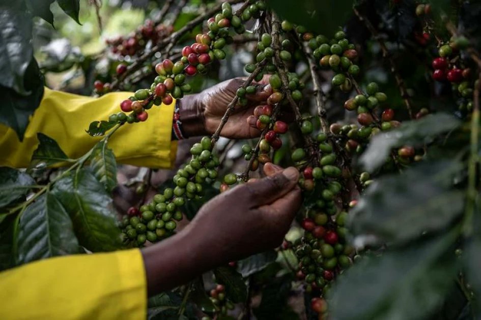 citizentvkenya's tweet card. Kerugoya High Court judge Edward Muriithi has suspended the government's decision to implement the Direct Settlement System (DSS) for payment to coffee farmers until May 20, 2026.