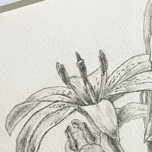 MAYU_Design_ART's tweet card. MAYU：Olive photo & Japanese Calligraphy/オリーブの写真×書/小豆島 (@mayu_design_art) • Instagram photos and...