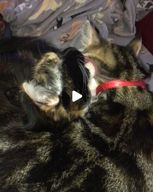 grimmdeveloper's tweet card. Sarah Mayhle (@sarahmayhle) • Instagram video