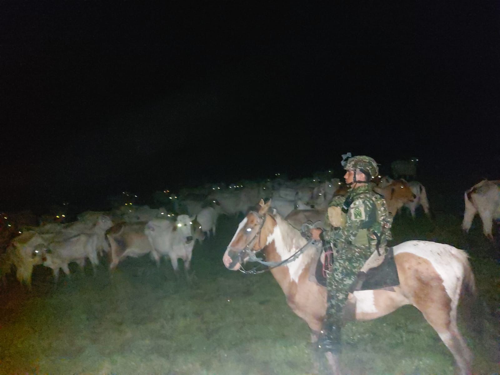 ElCirculoarauca's tweet card. Propietario de finca ubicada entre las veredas Maporita y Caracol, en zona rural del municipio de Arauca, se vivió días de angustia. Más de 500 cabezas de ganado habían desaparecido sin dejar rastro,...