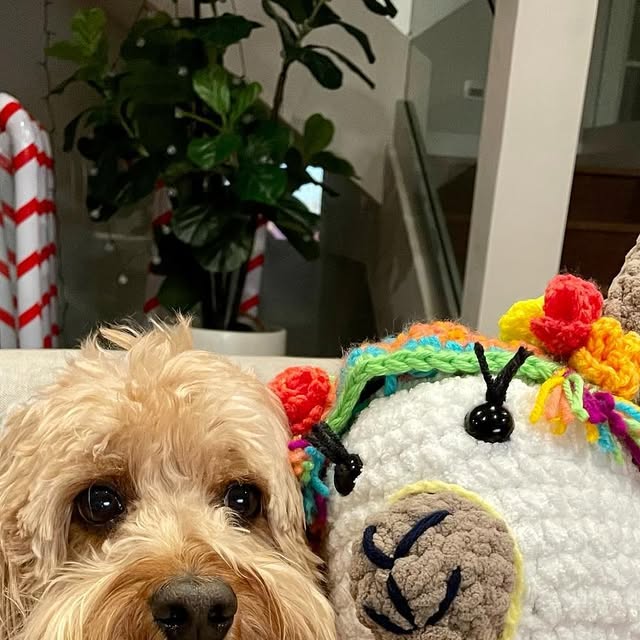 HelloPixelPup's tweet card. Pixel the Pup (@hellopixelpup) • Instagram photo