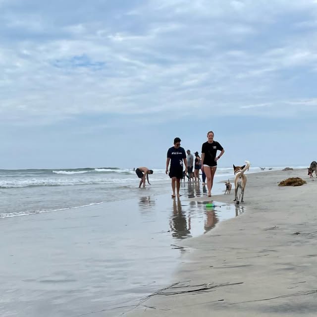 HelloPixelPup's tweet card. Pixel the Pup (@hellopixelpup) • Instagram photo