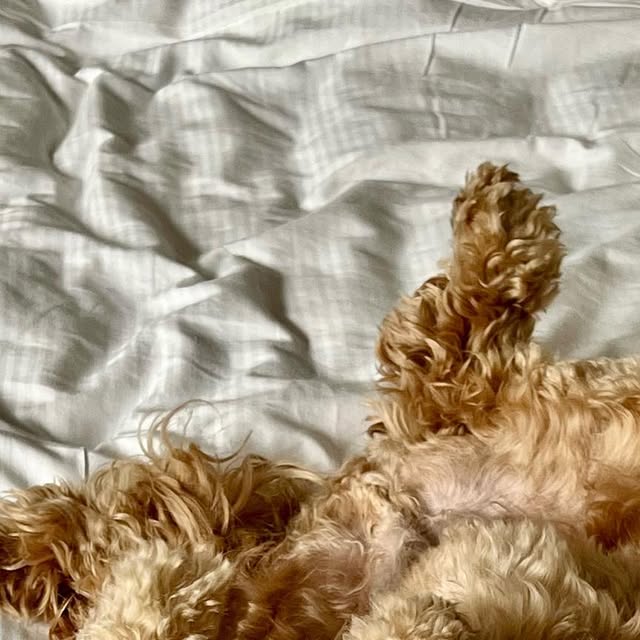 HelloPixelPup's tweet card. Pixel the Pup (@hellopixelpup) • Instagram photo