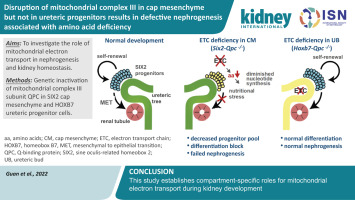 HIFpathway's tweet card. Oxidative metabolism in mitochondria regulates cellular differentiation and gene expression through intermediary metabolites and reactive oxygen species. Its role in kidney development and pathogen...