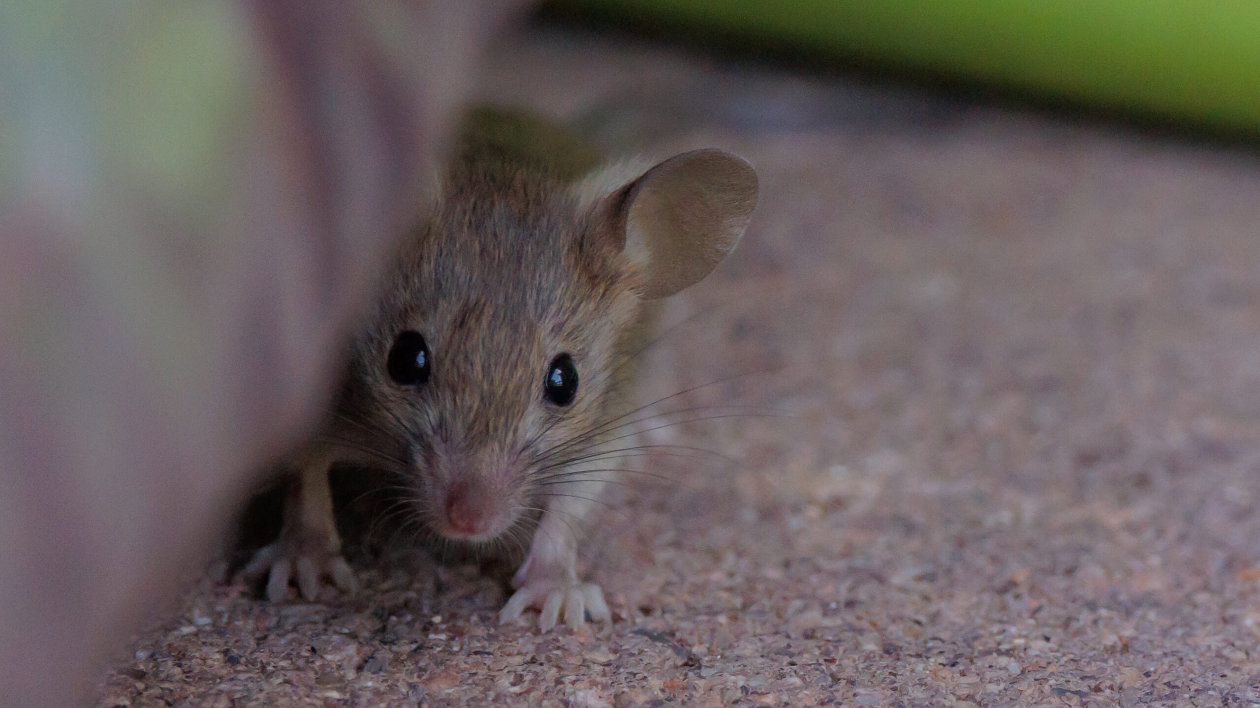 DelvingPest's tweet card. When it comes to rodent infestations, misinformation can make the problem worse. Many home and business owners fall victim to rodent control myths, leading to ineffective solutions and persistent...