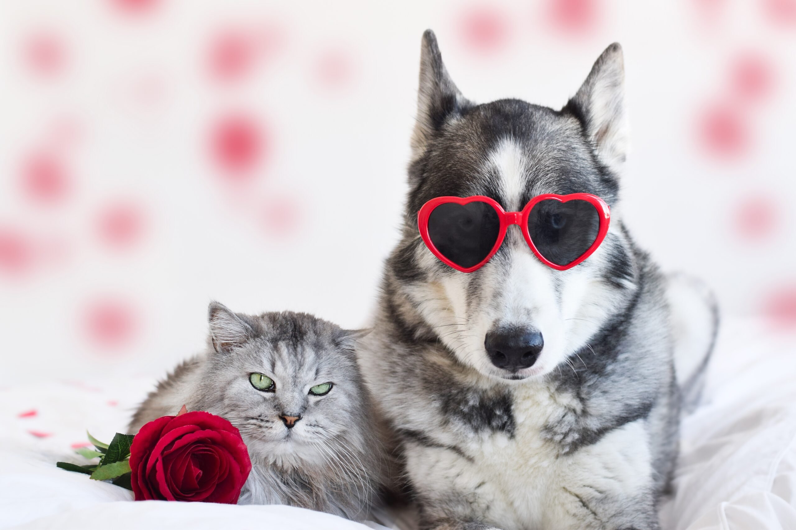 DelvingPest's tweet card. This Valentine’s Day, take steps to protect your pets and home from these pesky intruders. Protecting them from fleas will ensure your cuddles remain uninterrupted.