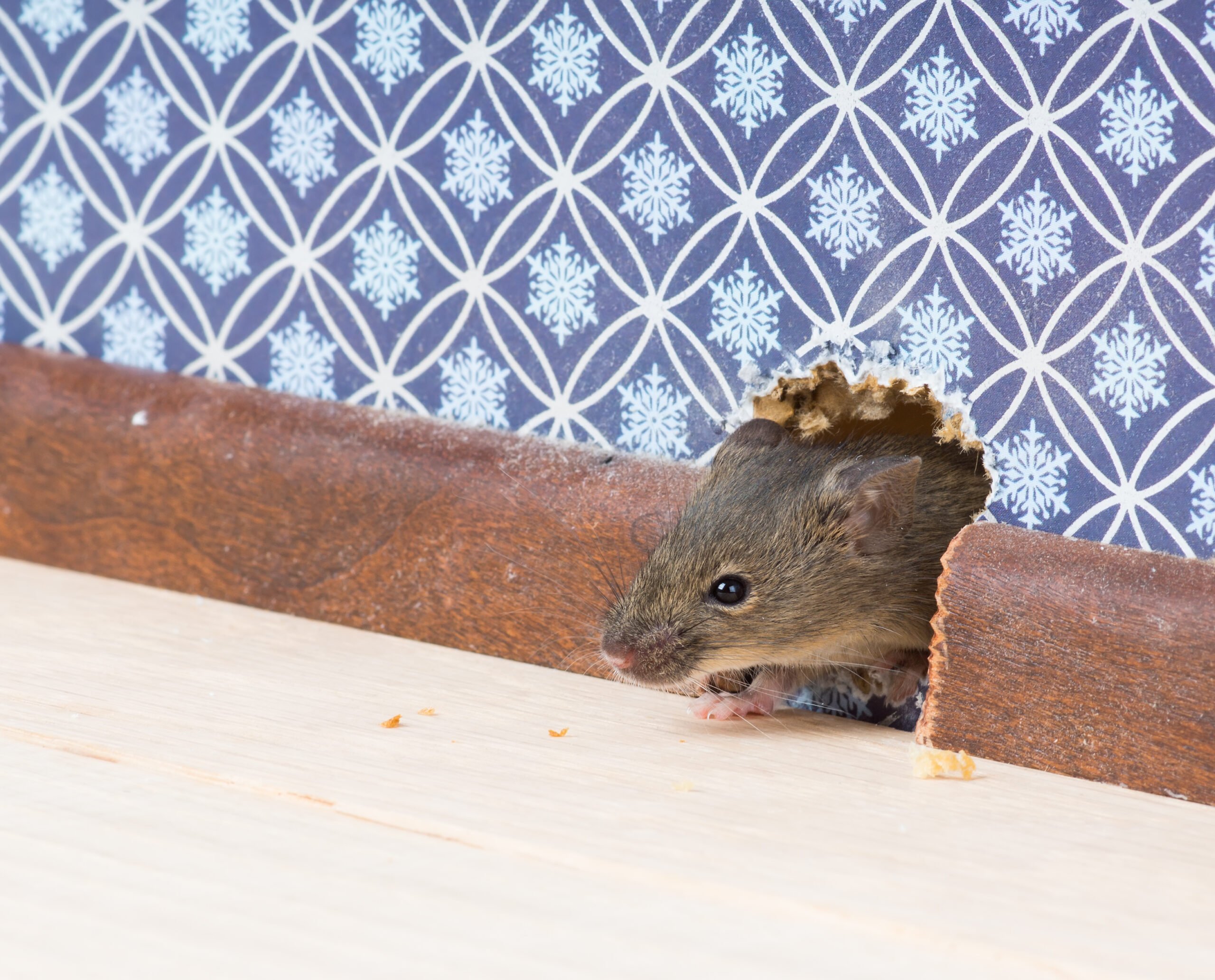 DelvingPest's tweet card. Typically, the timeline for rodent control depends on factors like the severity of the infestation, type of rodents, and chosen treatment methods. Let’s review further.