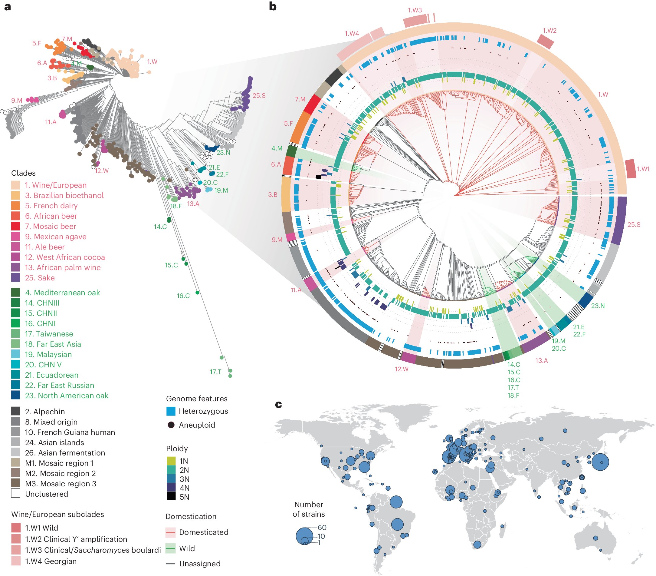 jsantoyo's tweet card. Nature Genetics - Insight from the transcriptomes of 1,032 Saccharomyces cerevisiae natural isolates emphasizes the essential contribution of accessory genes to the species-level transcriptional...