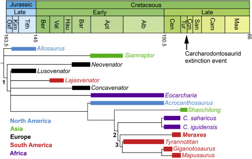 PhylogenyExplo3's tweet card. Canale et al. describe a new species of carcharodontosaurid, Meraxes gigas, from Patagonia. Meraxes adds evidence for a peak in carcharodontosaurid diversity just before their extinction in the Late...