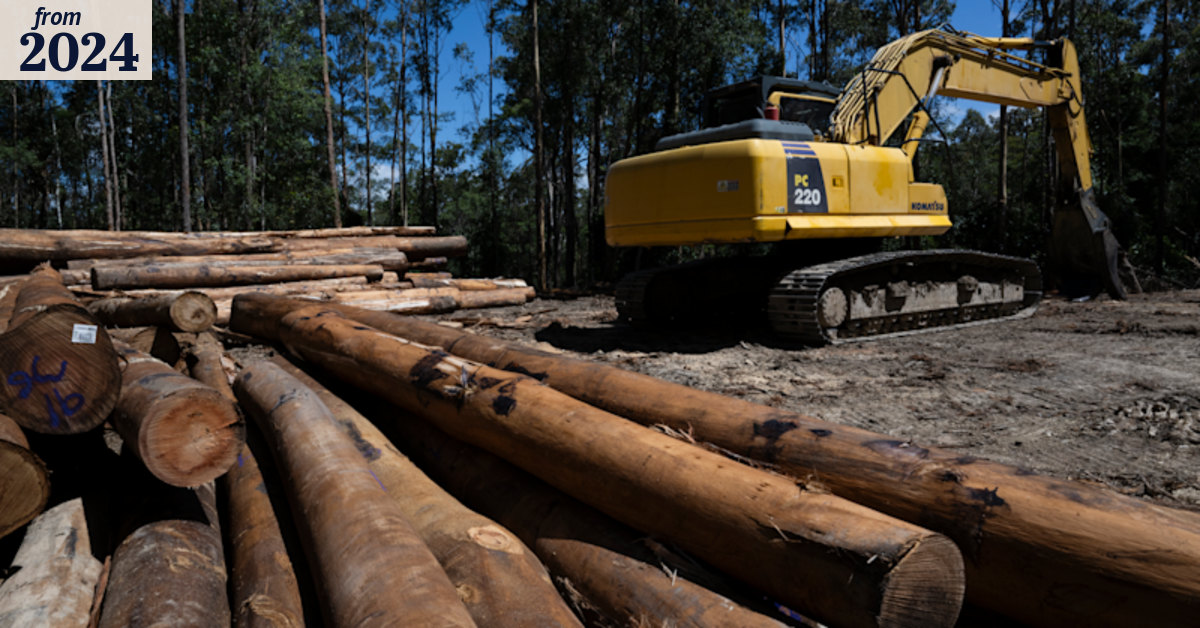 SophieScamps's tweet card. Forests on the North Coast are earmarked for a national park to protect “the best patch of koala habitat in the world”, but the area is still being logged in epic proportions.