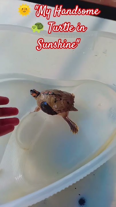 MamtaPal9356's tweet card. 🐢🌞 My Handsome Turtle Enjoying Sunshine | Cute 🐢 Turtle