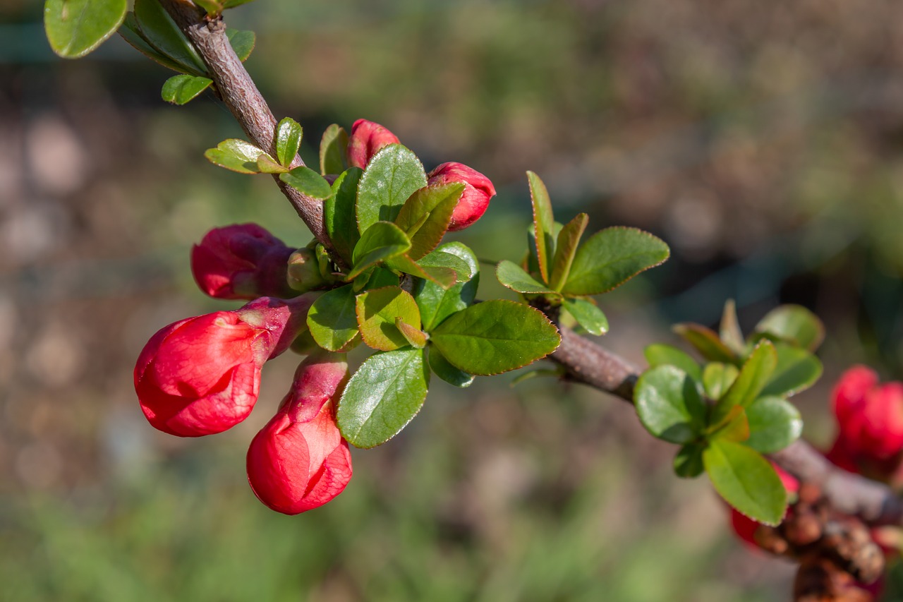 NaturalTreelawn's tweet card. This blog if filled with information debunking common spring tree care myths. We cover topics of pruning, mulching, root systems and more.