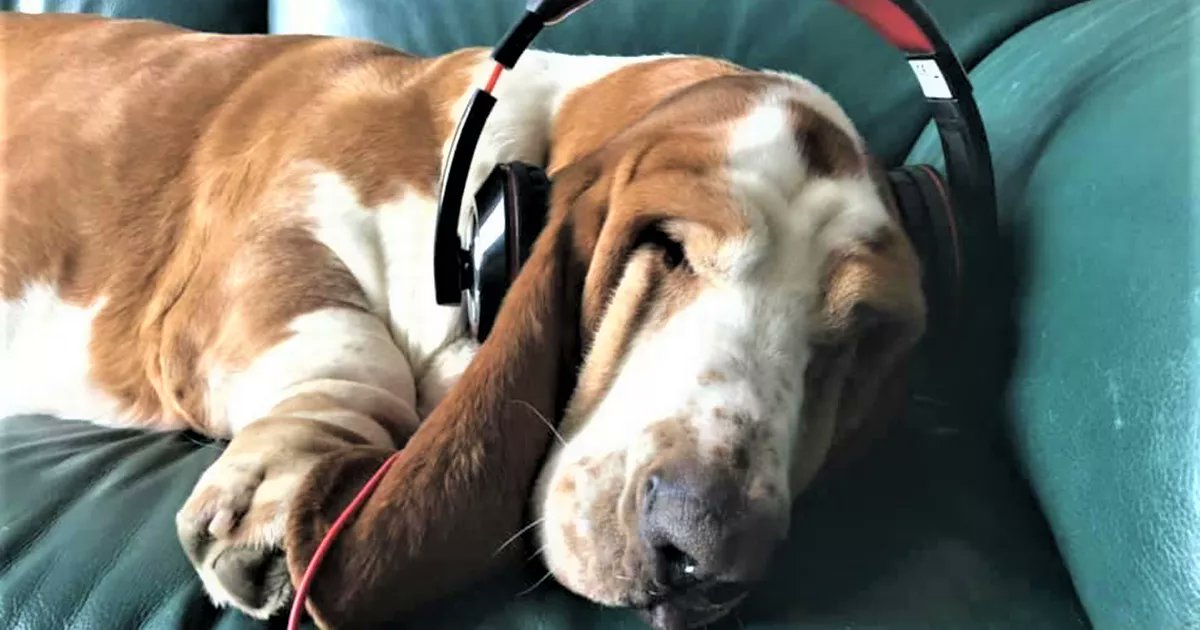 DogsLiveNI's tweet card. You could participate with your dog