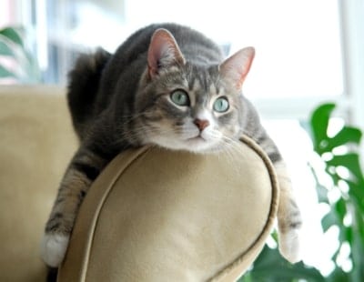 PetsScore's tweet card. A London lettings agent says it welcomes increasing moves towards allowing pets in rental properties - with some conditions. 