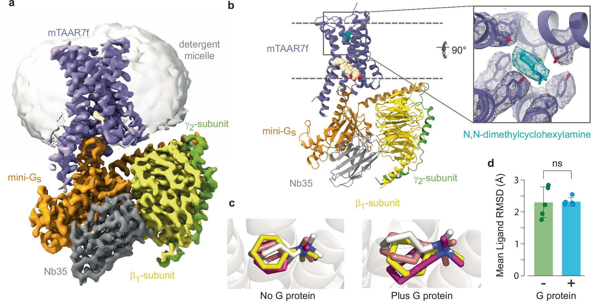 GusachAnastasia's tweet card. Nature Communications - Smells are detected in the nose by odorant molecules binding to a specific G protein-coupled receptor on the cell surface. Here, authors have determined the atomic structure...