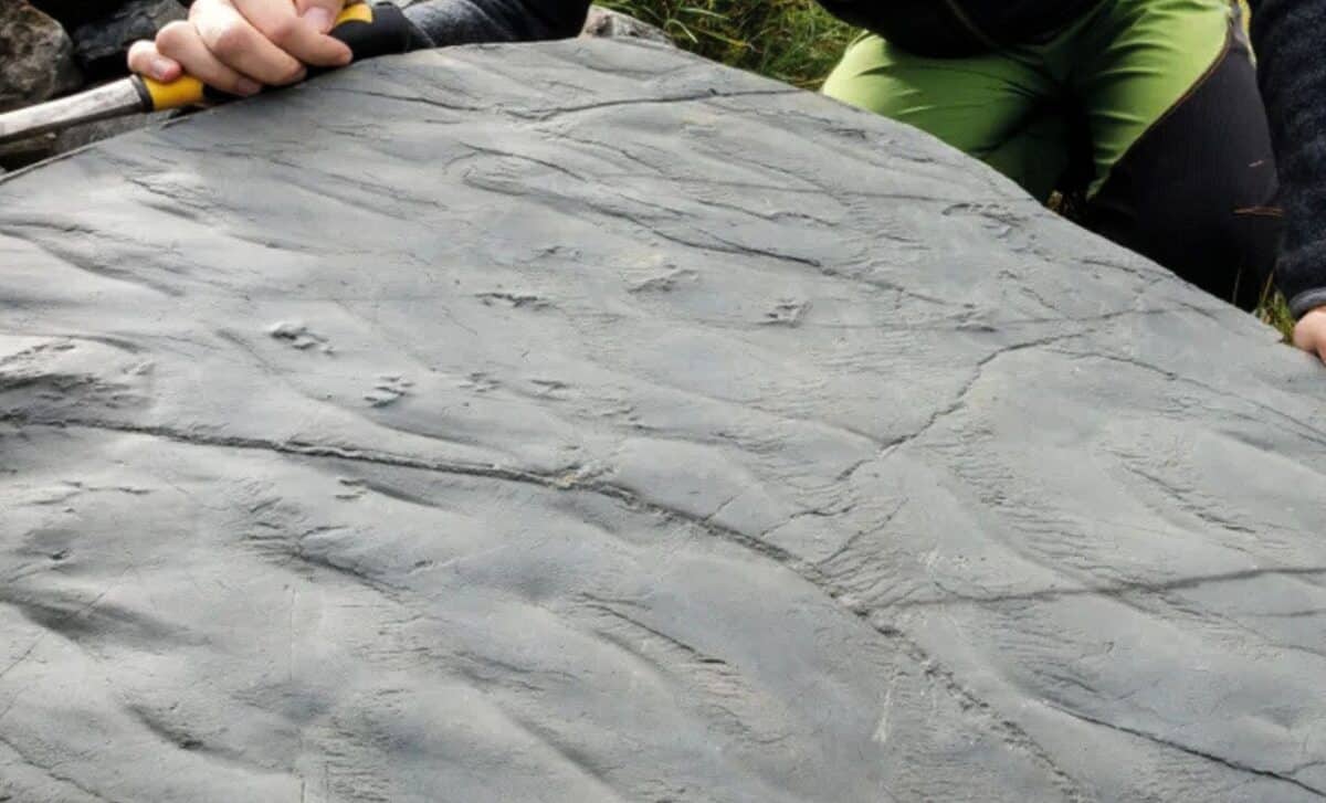 GaryM's tweet card. Italian alps reveal fossilized footprints, giving a sneak peek into a world before the dinosaurs.
