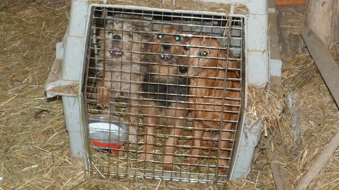 30millionsdamis's tweet card. La Fondation 30 Millions d’Amis est venue en aide à une dizaine d’animaux détenus dans de mauvaises conditions dans le Cher (6/10/2021). Au total, sept chiens et un furet ont été recueillis au refuge...