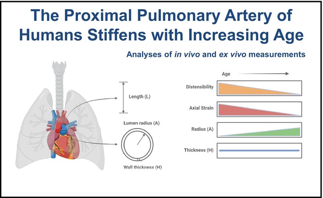 PhysRep's tweet card. Aging associates with a significant decrease in both distensibility and cyclic biaxial strain of the human proximal pulmonary artery, likely resulting from microstructural remodeling.