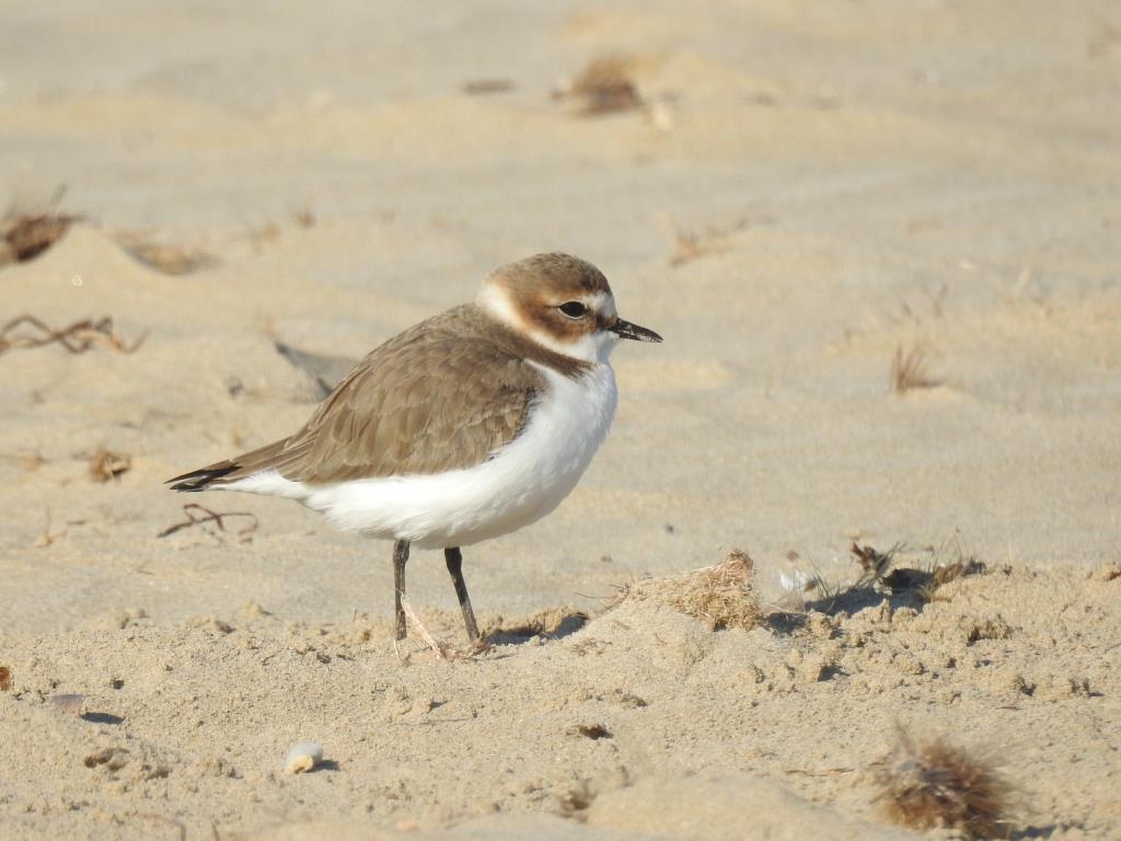 Martita_galvez's tweet card. Per què no es publica ja el pla de conservació de l’espècie? Per què no es fa cap cens en condicions per saber quina és la seva població real?