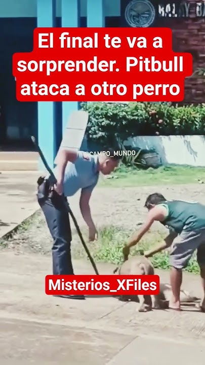 MisteriosXFiles's tweet card. Pitbull ataca a otro perro 🐕. Final sorprendente ♥️ #pitbull...