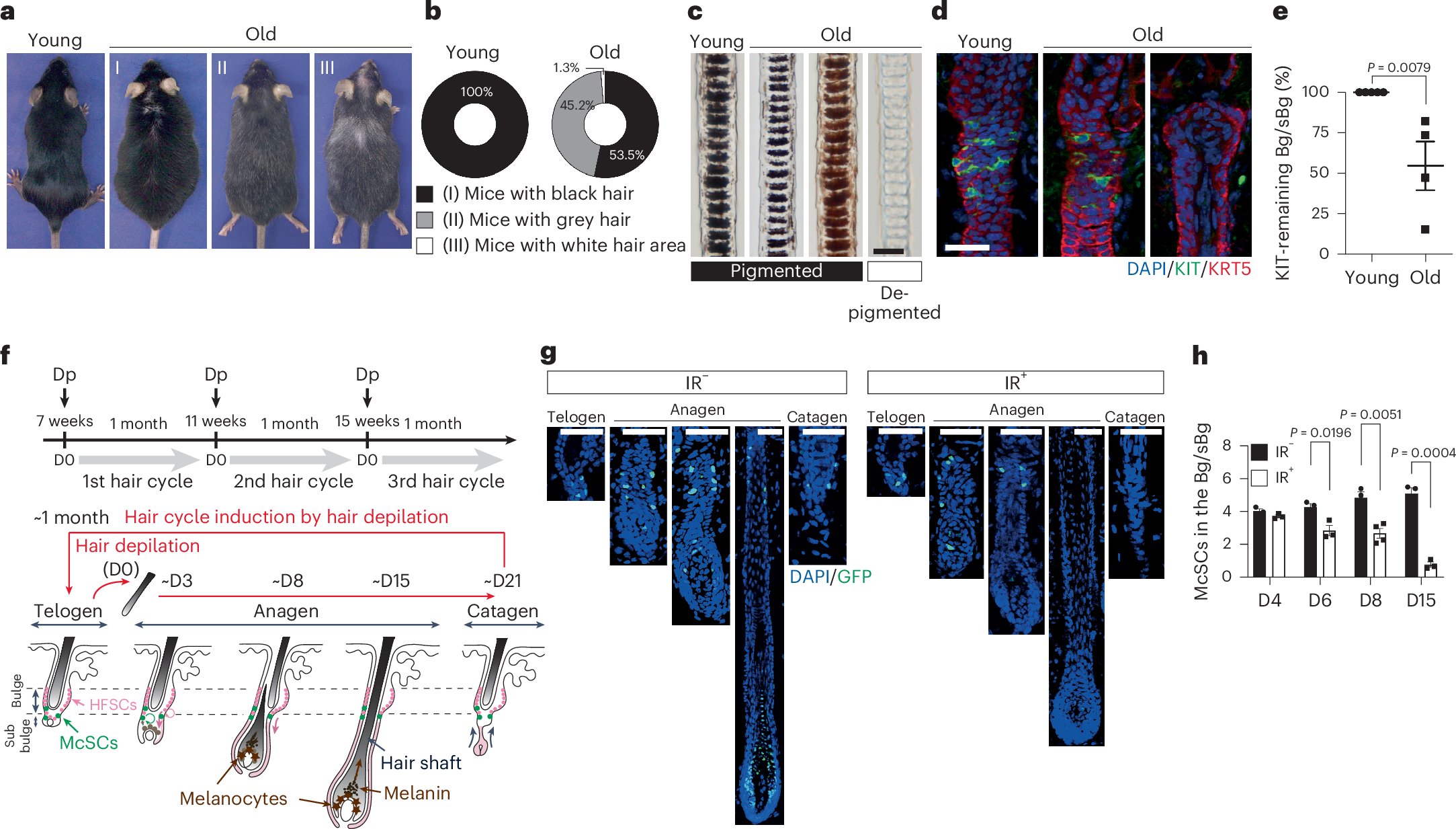 Loose_Lab_Rat's tweet card. Nature Cell Biology - Mohri et al. show that, in response to genotoxic stress, melanocyte stem cells undergo senescence-associated differentiation, causing their depletion and protecting them...
