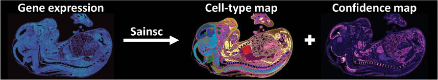 GESTALT_sp's tweet card. Spatially resolved transcriptomics methods can now profile the entire transcriptome, at full organism scale with nanometre resolution. Analysis frameworks that can efficiently and intuitively...