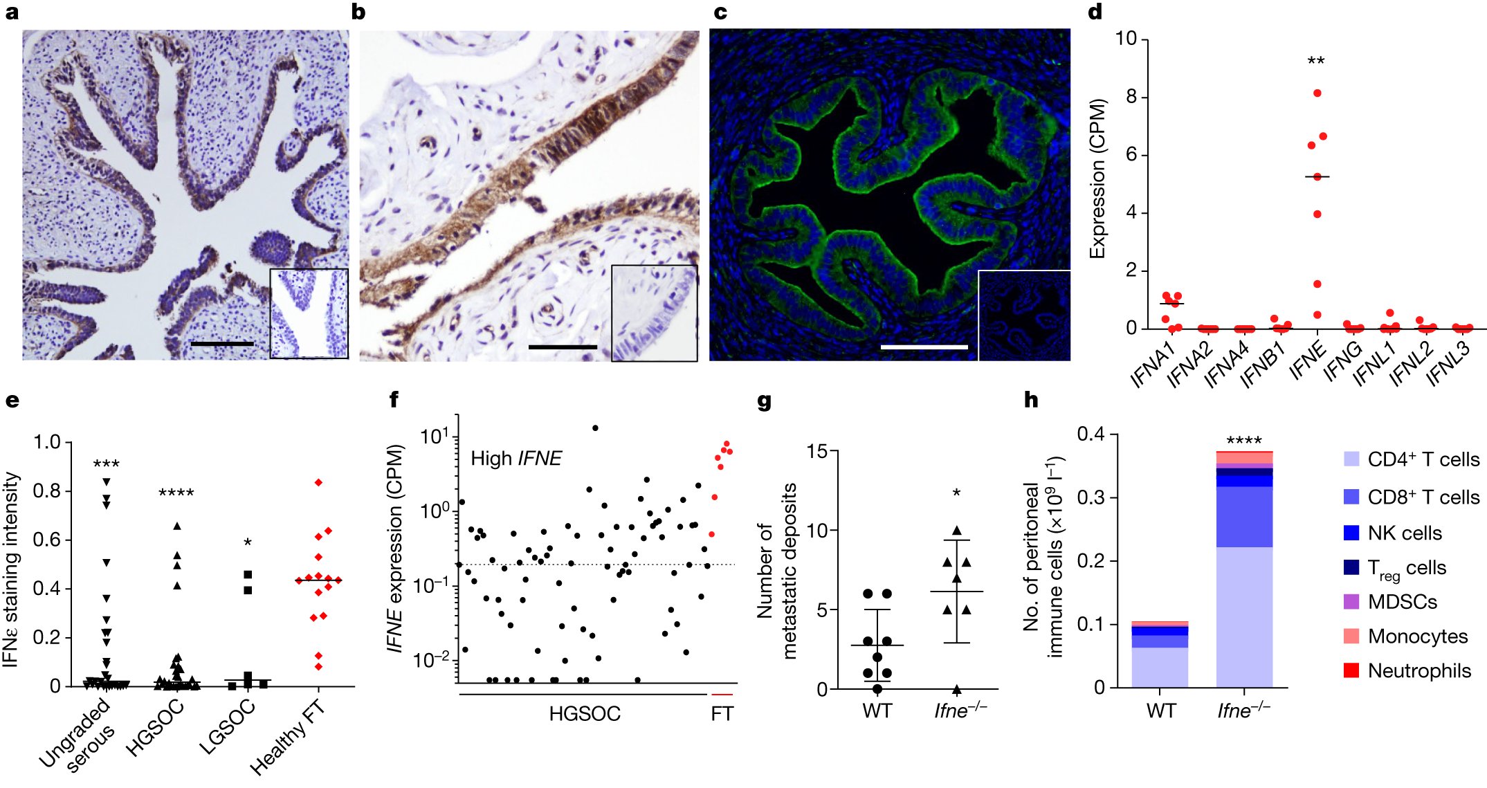 pjhpauljh's tweet card. Nature - Interferon-ε is a tumour suppressor expressed in the epithelial cell of origin of ovarian cancer, which it restricts by direct action on tumour cells and especially by activation of...