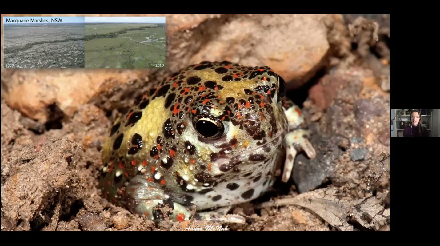 lizard_lab's tweet card. Herp of the Week: the Crucifix Frog (Notaden bennetti) presented by...
