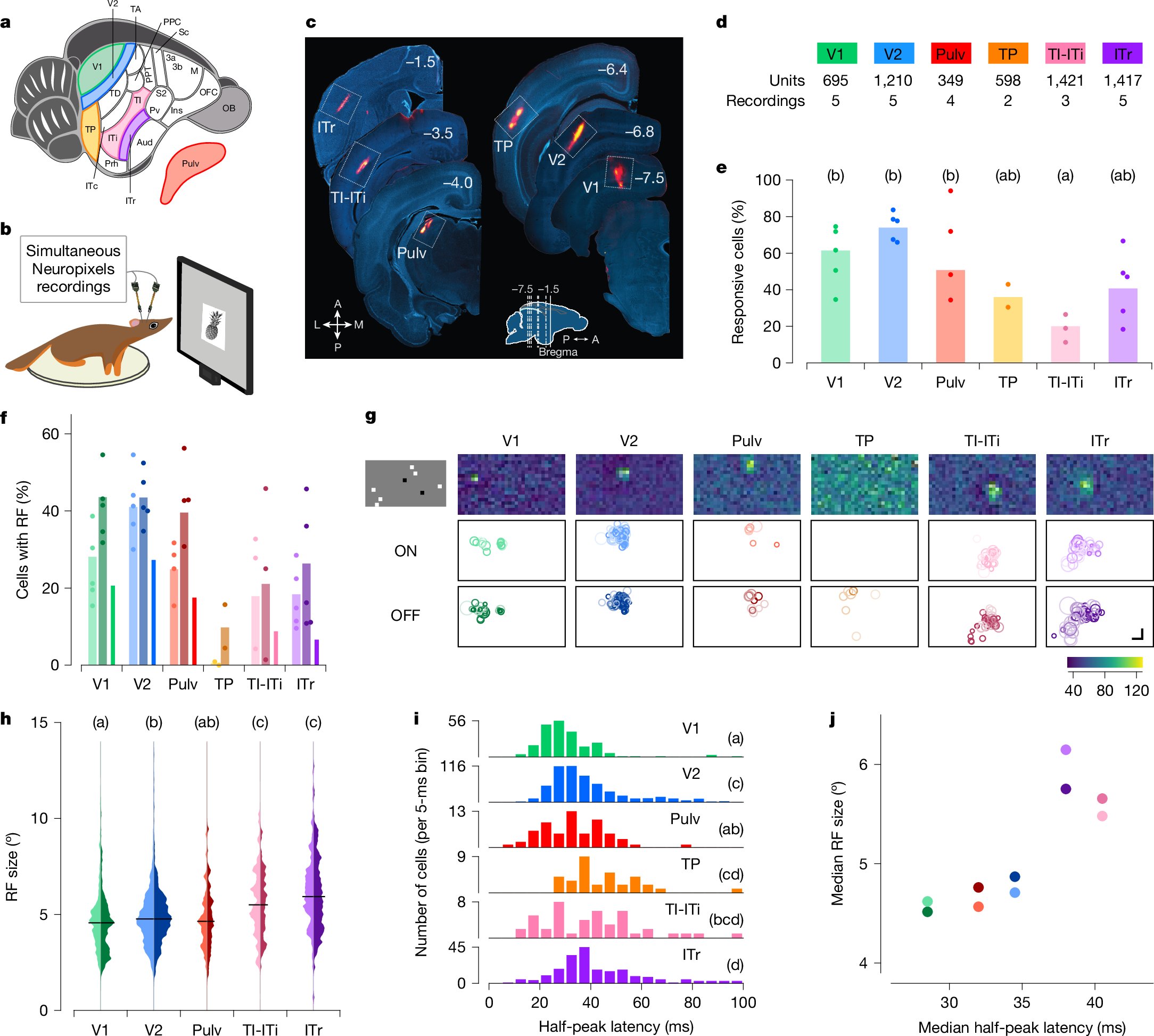 leafs_s's tweet card. Nature - Tree shrews show a primate-like hierarchical organization in their visual pathway and object decoding accuracy, along with strongly face-selective cells, demonstrating how core...