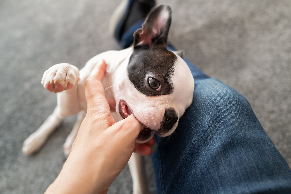 MarksDogBlog's tweet card. Do you have a puppy that likes to bite? If so, you're not alone. Puppy biting is one of the most common behavior problems that dog owners face. It can be frustrating and even dangerous if your puppy...