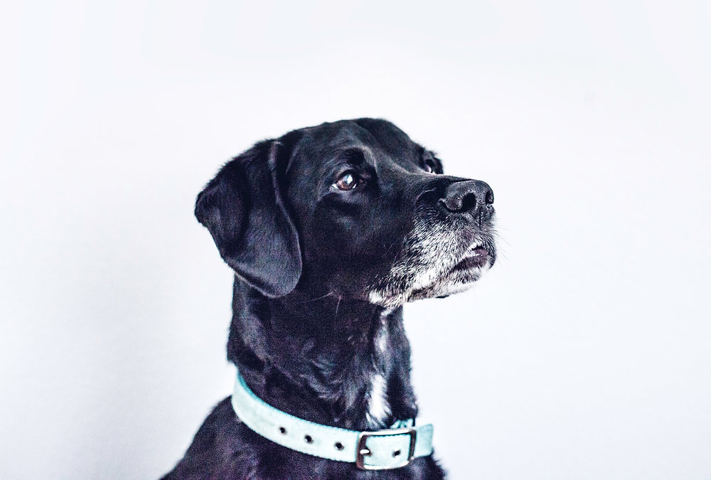 MarksDogBlog's tweet card. We'll discuss what CCD is, the signs and symptoms to look out for, and how to treat it.