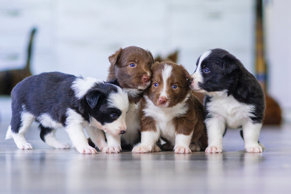 MarksDogBlog's tweet card. If you have just brought home a new puppy, congratulations! This is an exciting time for your family. Puppies are full of energy and love, and they can provide hours of entertainment. As your puppy...