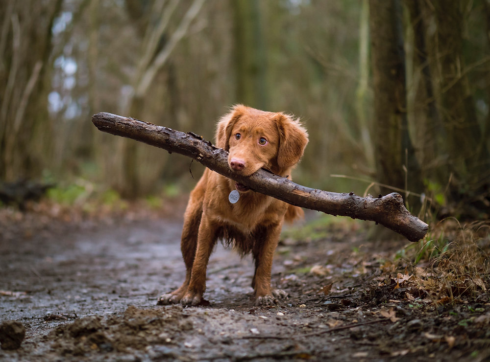 MarksDogBlog's tweet card. Dogs are amazing creatures that come in all shapes and sizes. But one question that often comes up is whether or not dogs sweat. The answer may surprise you! In this blog post, we will explore the...