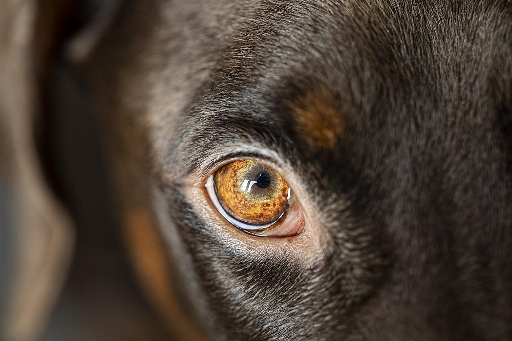 MarksDogBlog's tweet card. Did you know dogs have a third eyelid?The Mysterious and Interesting Dogs Third Eyelid.If you're like most people, you probably don't know much about your dog's third eyelid. This mysterious struct...
