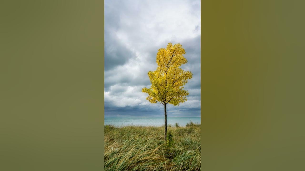 mindypiano's tweet card. Whispers in the Wind