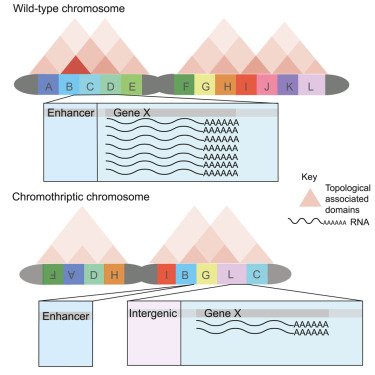 sciencejannat's tweet card. Ijaz et al. reconstructed chromothriptic and wild-type chromosomes in patient-derived esophageal adenocarcinoma organoids using a haplotype-aware method. Upon these assemblies, they layered epigene...