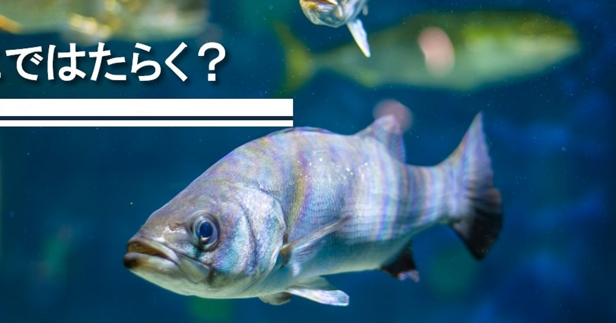 YamatoLtd's tweet card. 入社5年目、エンジニアの鈴木さんの社員インタビューをお届けします。  魚をさばくエンジニア、という異色の経歴を持つ鈴木さん。実は一度会社を離れた後、再び戻ってきたという経験も──。前回記事↓イン...