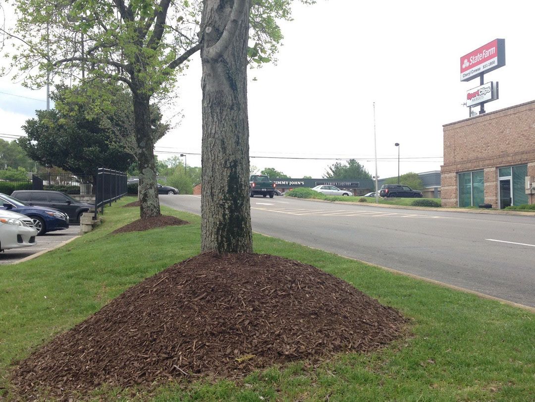 LocalTreeDoctor's tweet card. Five Ways to Kill a Tree 1. Insufficient mulch under the tree canopy. 2. Cover the root flare with soil or mulch 3. Plant a tree in summer. 4. Plant a tree too deep. 5. Prune a tree improperly or...