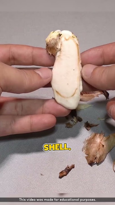 AbbyReact's tweet card. Grow Mango from Seed with a Kitchen Knife Trick 🥭