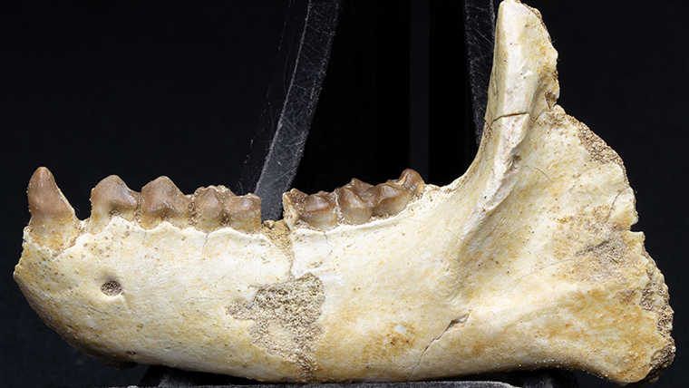 fossiltenchou's tweet card. モロッコ産、暁新世のオセペイアの顎の化石です。歯もよく残っています。