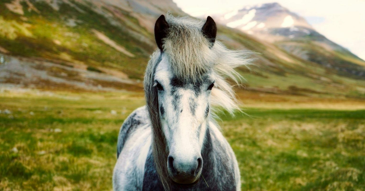 VitalizeOne's tweet card. A new book explains how working with horses as equal partners in equine-assisted therapy can lead to life-changing psycho-spiritual understandings, learning, and healing.