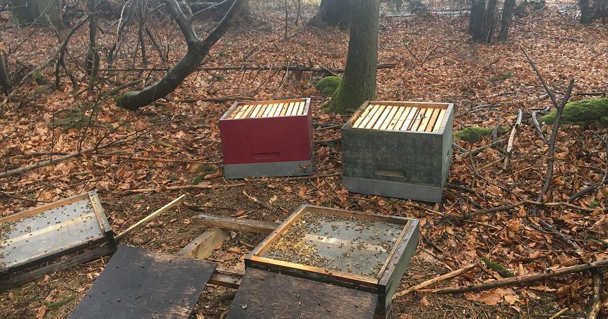 Designststb's tweet card. Unbekannte haben in Wüstenrot an einem Bienenstand randaliert, mehrere Tausend Bienen sollen in der Folge gestorben sein. Der betroffene Imker hat auf Facebook einen Zeugenaufruf veröffentlicht, der...